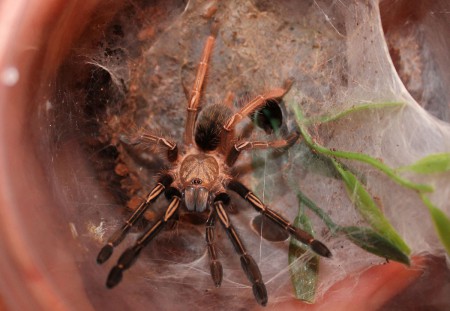 Ephebopus murinus 6sv.